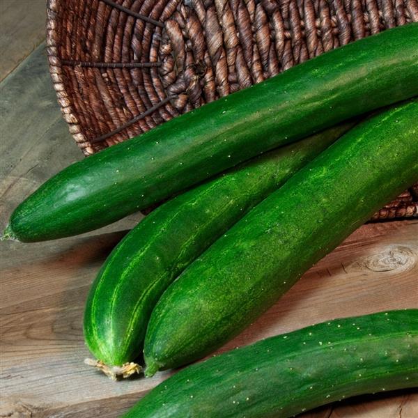 Cucumber Tasty Bush Type - 4" Potted Vegetable