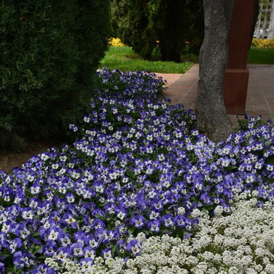 Viola Sorbet xp Delft Blue - 6 Pack Annual