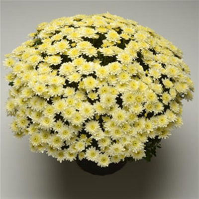 Avalon Crème White - 11" Garden Mum Hanging Basket
