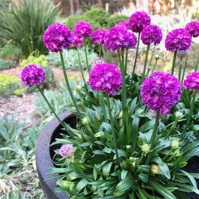 Armeria Thrift Vivid Dreams - 6" Perennial