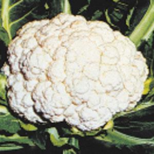 Cauliflower Snow Crown - 4 Pack Vegetable