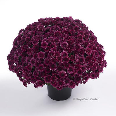 Avalon Purple - 11" Garden Mum Hanging Basket