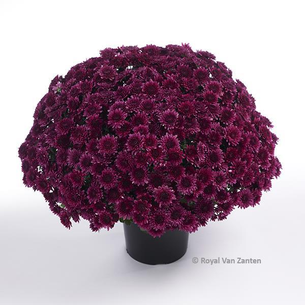Avalon Purple - 11" Garden Mum Hanging Basket