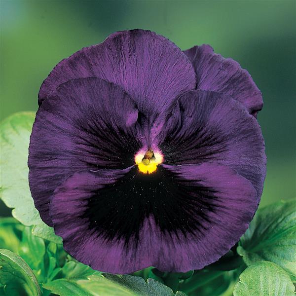 Pansy Delta Pro Deep Blue Blotch - 6 Pack Annual