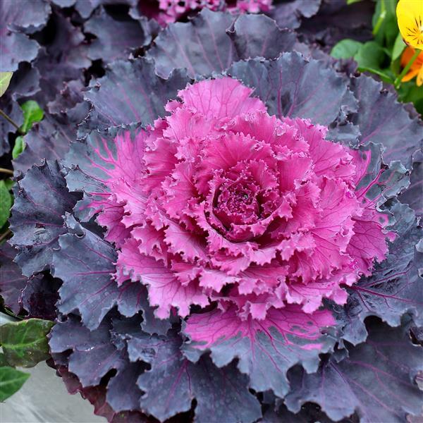 Osaka IQ Red Ornamental Kale - 8" Fall Annuals