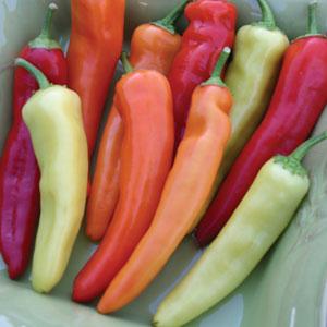 Pepper Hungarian Hot Wax - 4" Potted Vegetable