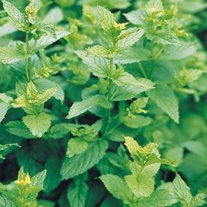 Mint Peppermint - 4.33" Potted Herb