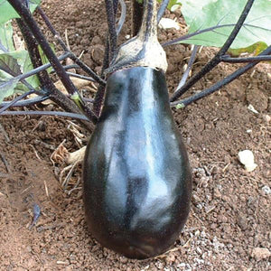 Eggplant Black Beauty - 4" Potted Vegetable