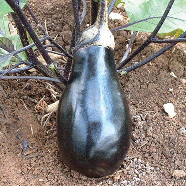 Eggplant Black Beauty - 4" Potted Vegetable