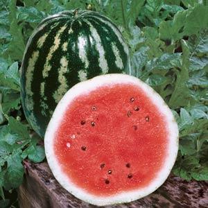 Watermelon Crimson Sweet - 4" Potted Vegetable