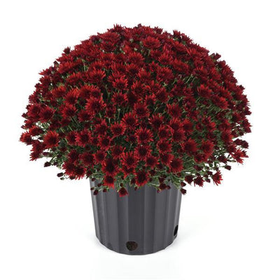 Cosmic Fireball Red - 5" Potted Garden Mum