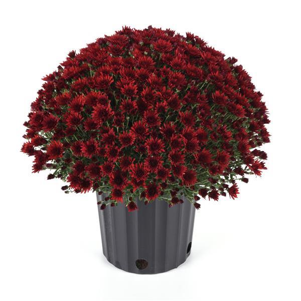 Cosmic Fireball Red - 5" Potted Garden Mum