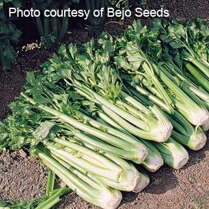 Celery Tango - 4 Pack Vegetable