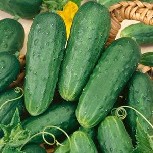 Cucumber Homemade Pickles - 4" Potted Vegetable