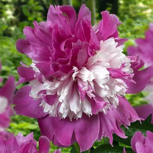 Paeonia Peony Celebrity