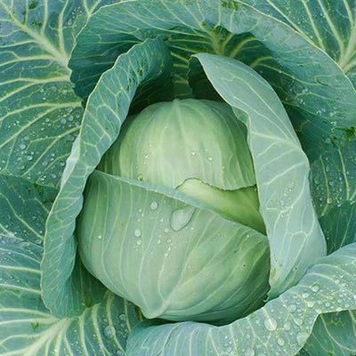 Cabbage Late Flat Dutch - 4 Pack Vegetable