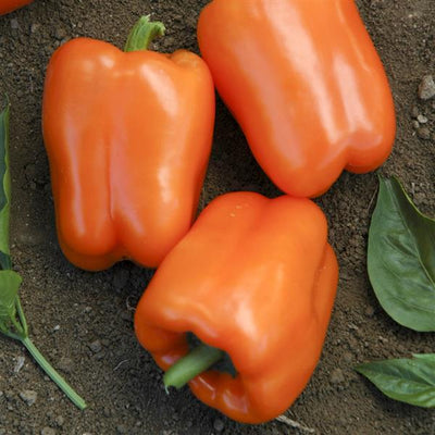 Pepper Orange Blaze - 4" Potted Vegetable