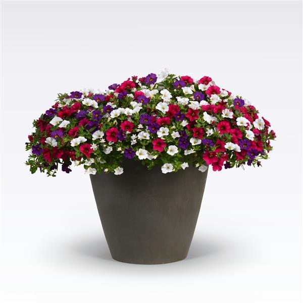 211 Calibrachoa Panarama - 11" Hanging Basket