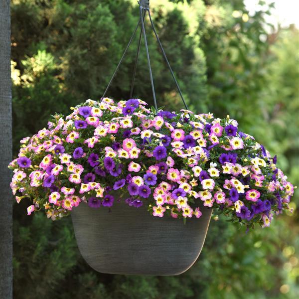212 Calibrachoa Diva La Vida - 11" Hanging Basket