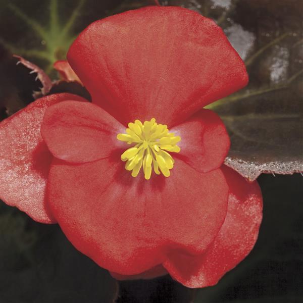 Begonia Harmony Mix - 4 Pack Annual