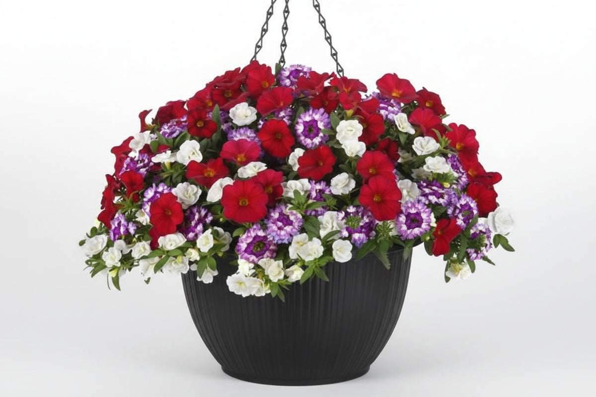 102 Mulberry Street - 11" Hanging Basket