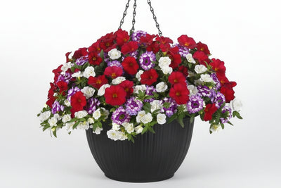 102 Mulberry Street - 11" Hanging Basket