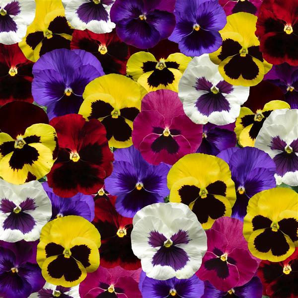 Pansy Delta Pro Mix Blotch - 12" Bowl Planter