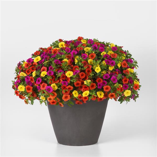 202 Calibrachoa Fruit Cocktail - 11" Hanging Basket
