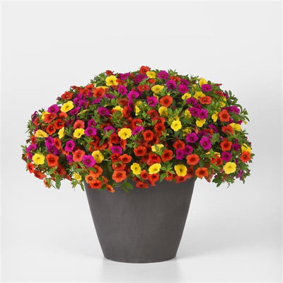202 Calibrachoa Fruit Cocktail - 11" Hanging Basket