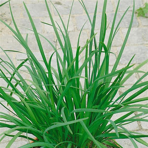 Chives Garlic Geisha - 4.33" Potted Herb
