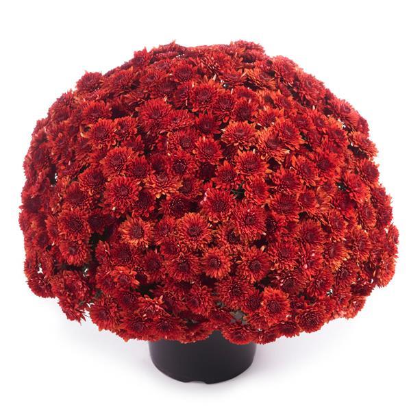 Avalon Red - 9"x6" Potted Garden Mum