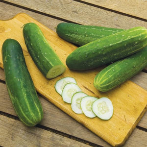 Cucumber Straight Eight - 4" Potted Vegetable