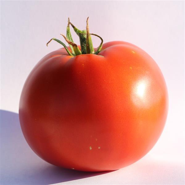 Tomato Big Beef Plus - 4" Potted Vegetable