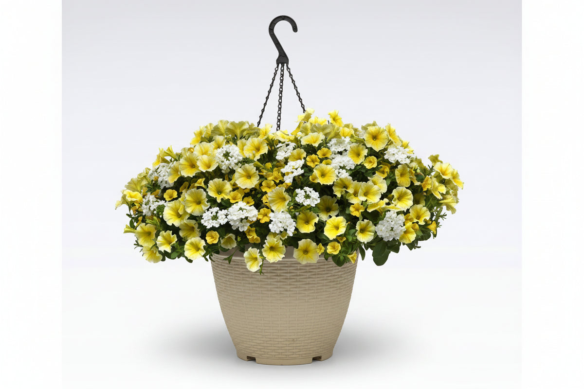 123 Sunnyside - 11" Hanging Basket