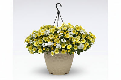 123 Sunnyside - 11" Hanging Basket