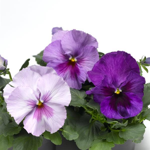 Pansy Delta Pro Lavender Blue Shades - 6 Pack Annual