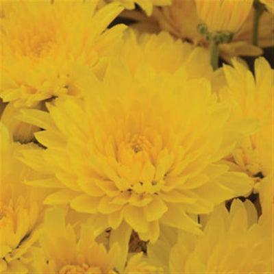 Gold Cup Yellow - 5" Potted Garden Mum