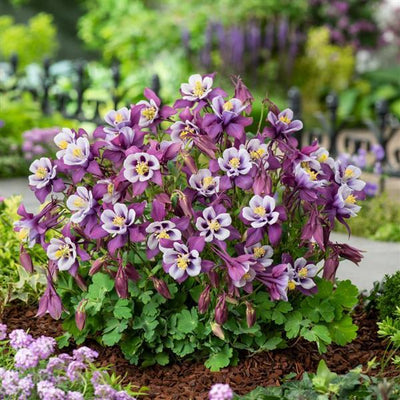 Aquilegia Columbine Earlybird Purple yellow - 8" Potted Perennial