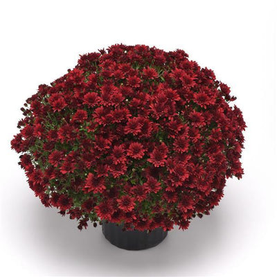 Roaring Red - 10" Deco Pot Garden Mum
