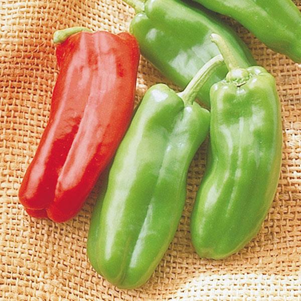 Pepper Giant Marconi - 4" Potted Vegetable