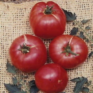Tomato German Johnson - 4" Potted Vegetable