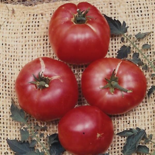 Tomato German Johnson - 4" Potted Vegetable