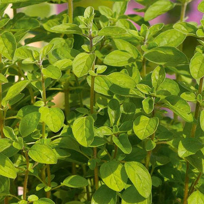 Oregano Italian - 4.33" Potted Herb