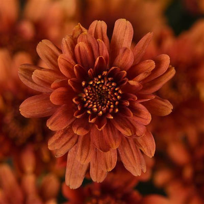 Axios Orange - 10" Garden Mum Hanging Basket