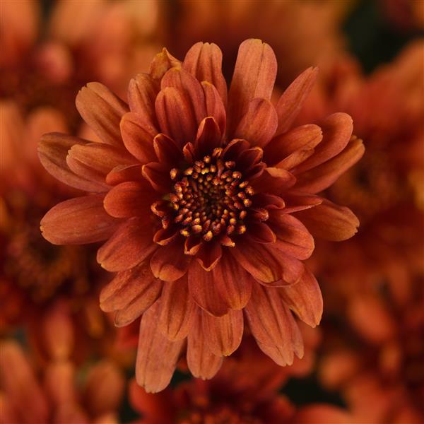 Axios Orange - 10" Garden Mum Hanging Basket