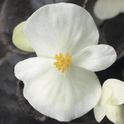Begonia Harmony Mix - 4 Pack Annual