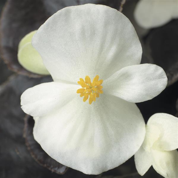 Begonia Harmony Mix - 4 Pack Annual