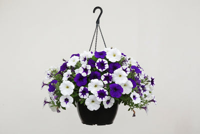 Petunia Easy Wave Deja Vu Mix - 11" Hanging Basket