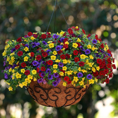 205 Calibrachoa Sprinkles on Top - 11" Hanging Basket