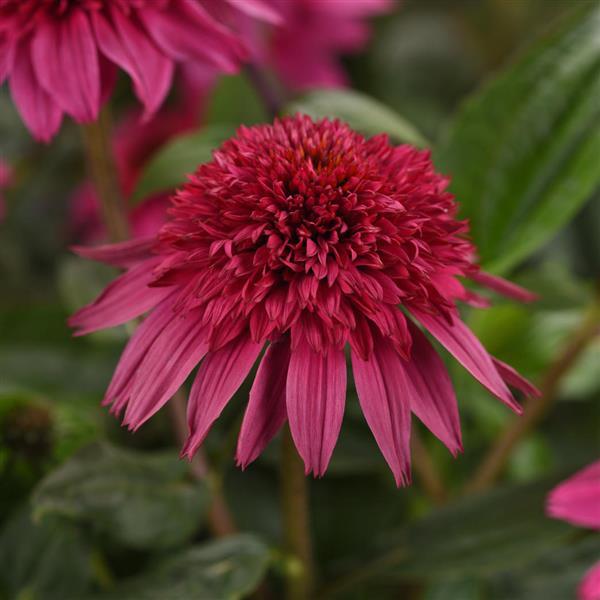 Echinacea Coneflower Double Scoop Watermelon Deluxe